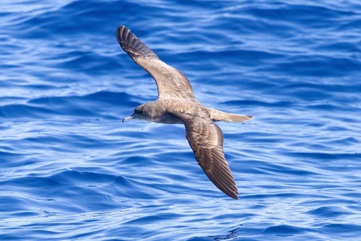 Wedge-tailed Shearwater - ML643169699