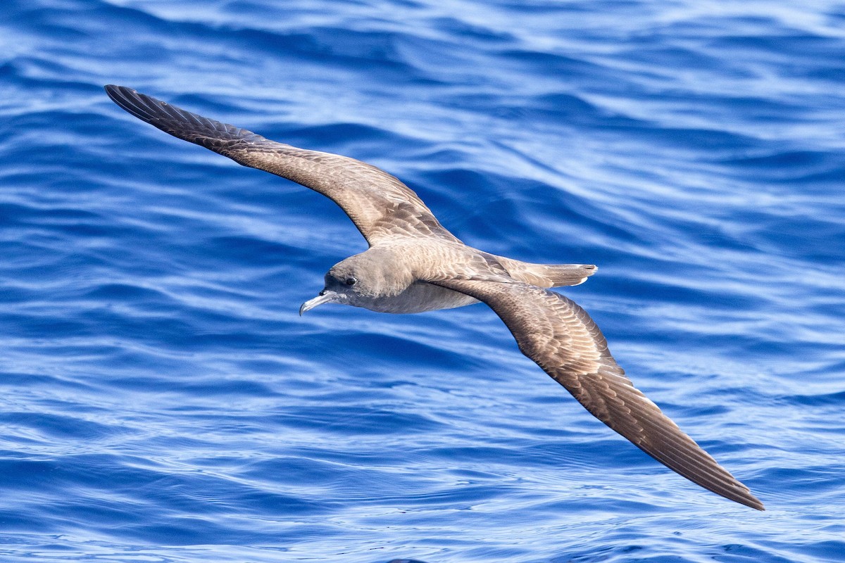 Wedge-tailed Shearwater - ML643169700