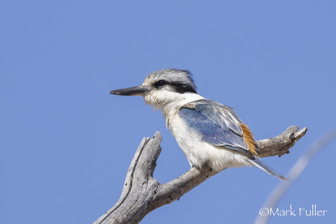 rustgumpisfugl - ML643169703