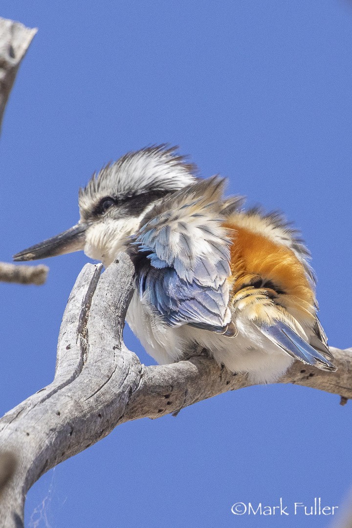 rustgumpisfugl - ML643169704