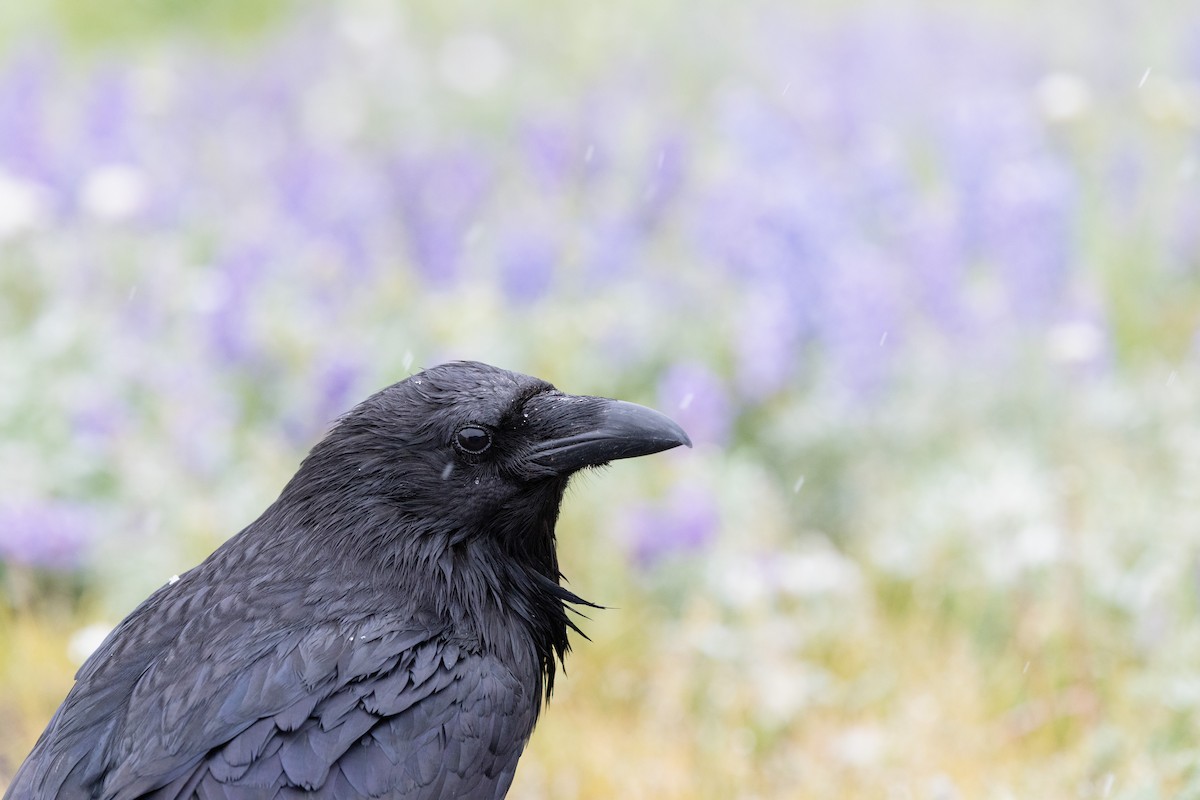 Grand Corbeau - ML643169705