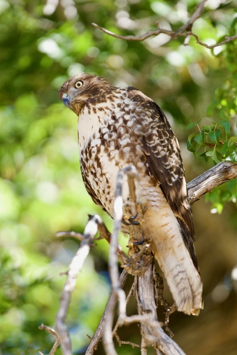 Poiana codarossa - ML643169712