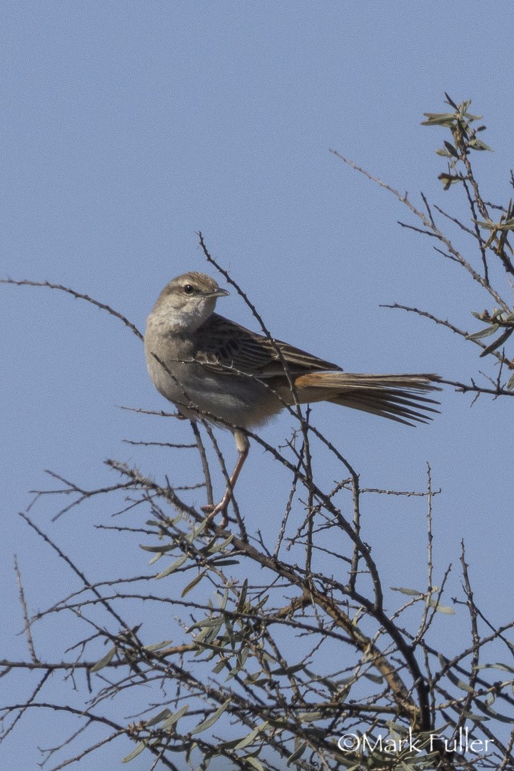 rustgumplerkesanger - ML643169740