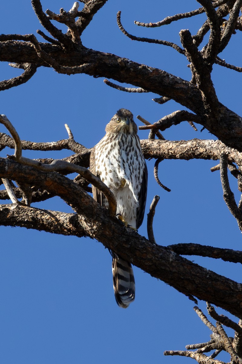 Aerospiza, Tachyspiza, Accipiter ou Astur sp. - ML643169758