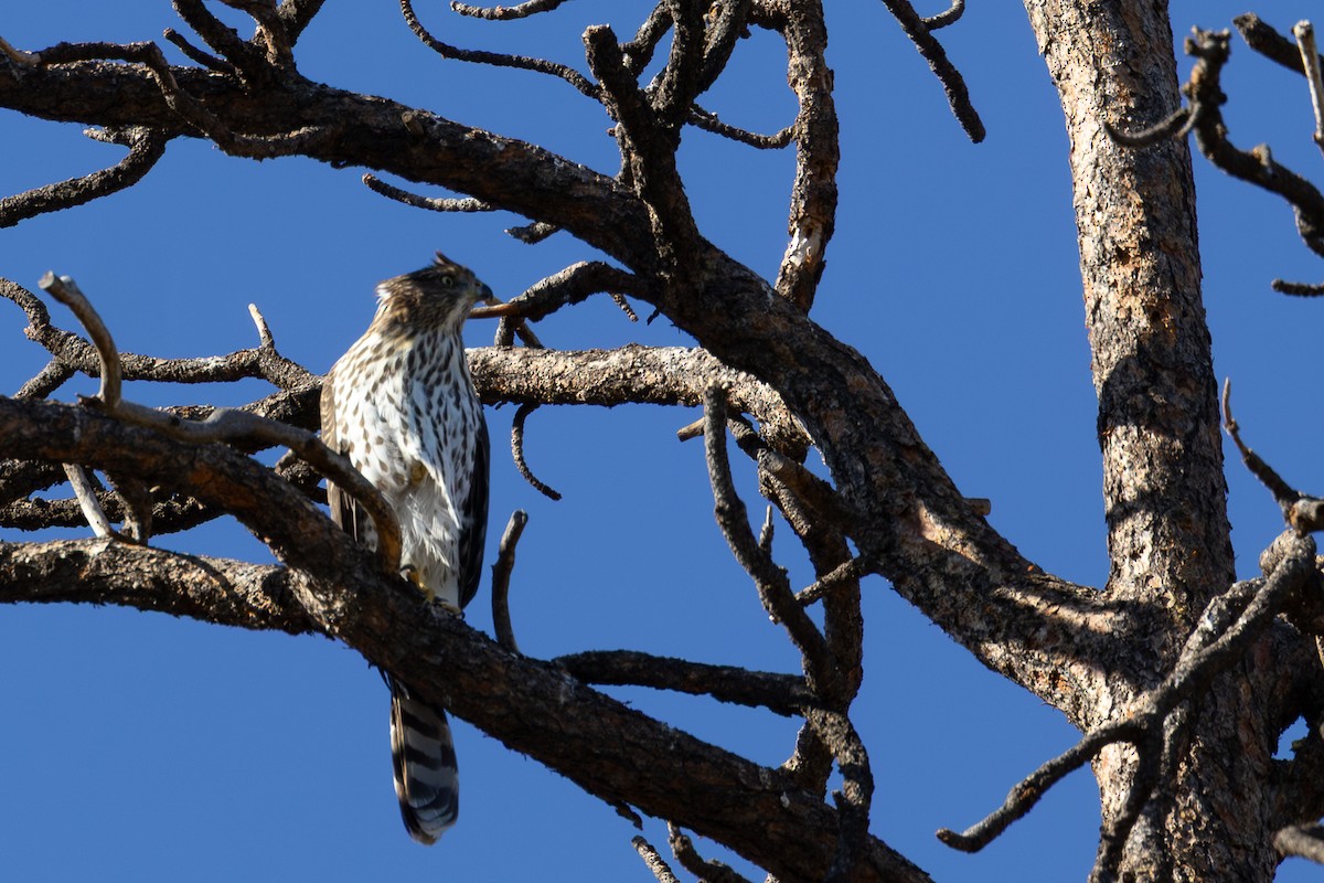 Aerospiza, Tachyspiza, Accipiter ou Astur sp. - ML643169759
