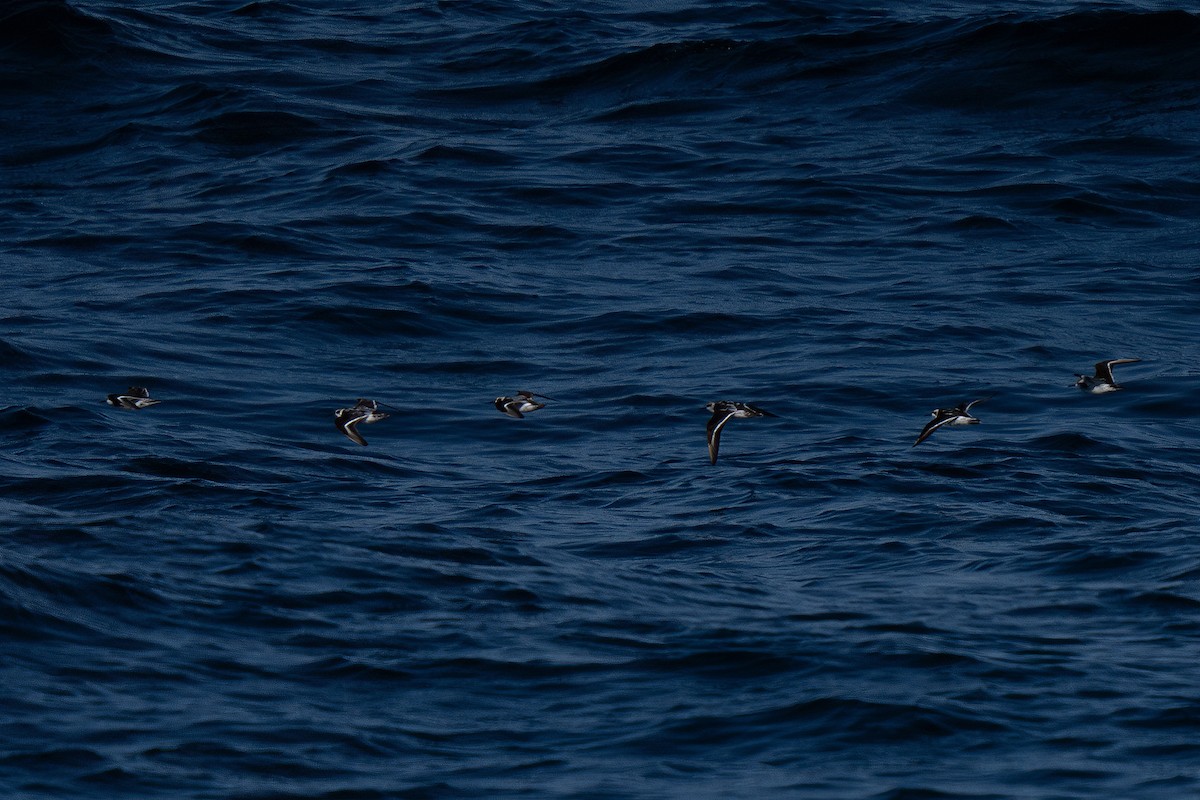 Red-necked Phalarope - ML643169769