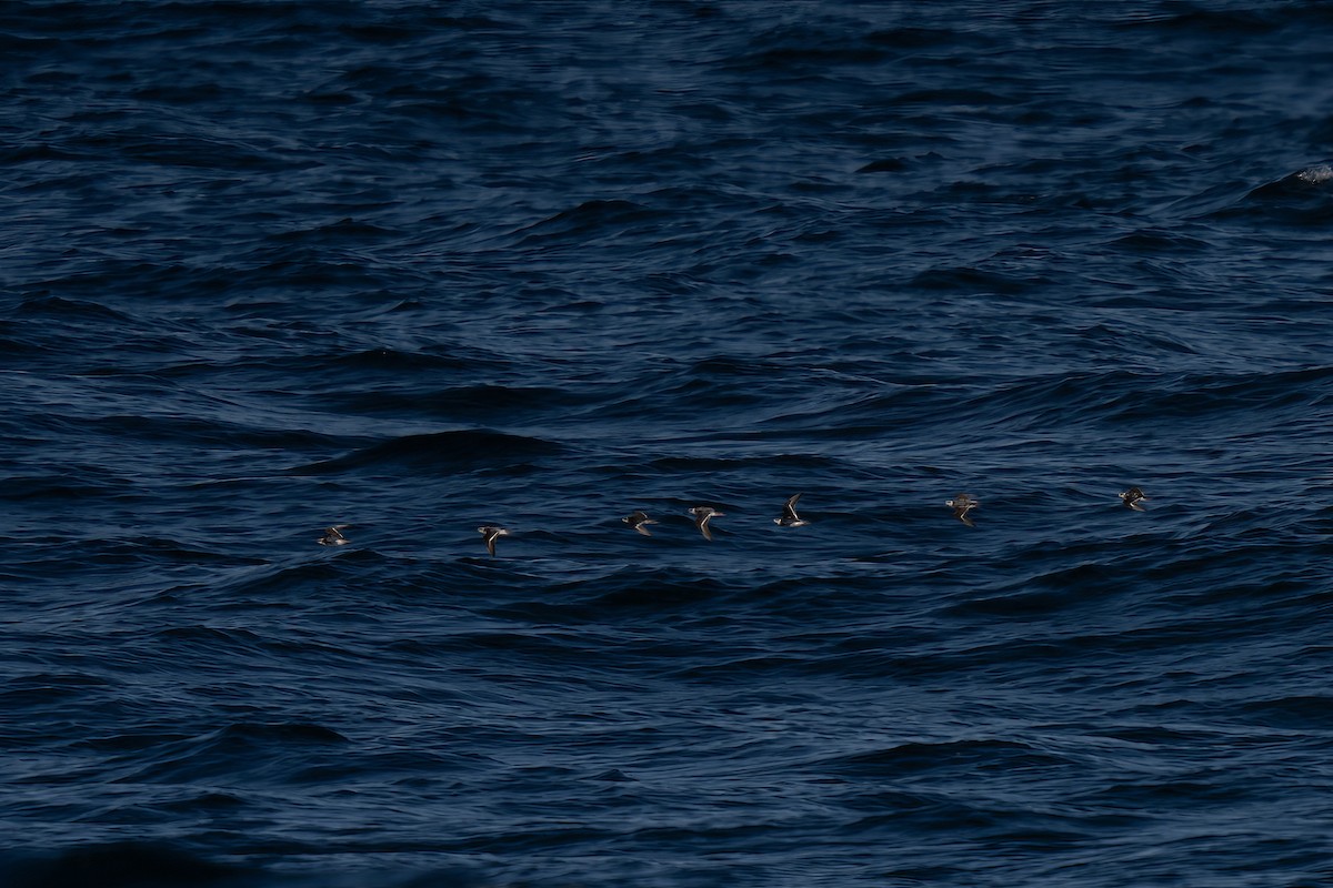 Red-necked Phalarope - ML643169770