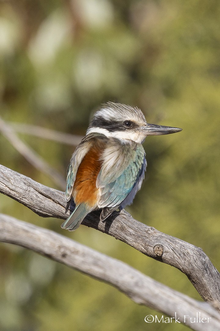 rustgumpisfugl - ML643169786