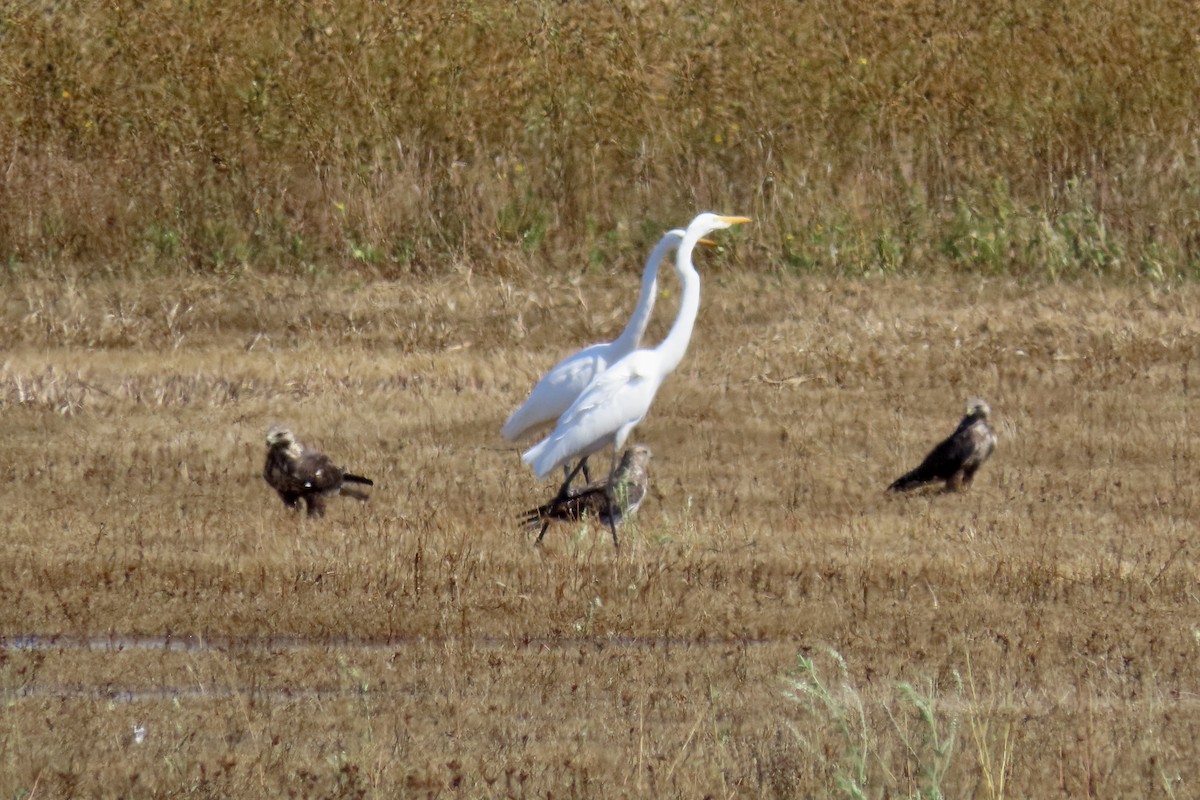 Grande Aigrette - ML643169807