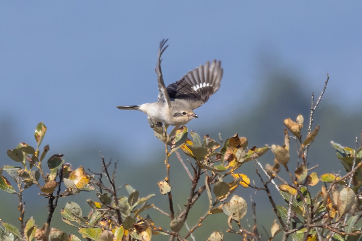 Antzandobi boreala - ML643169816