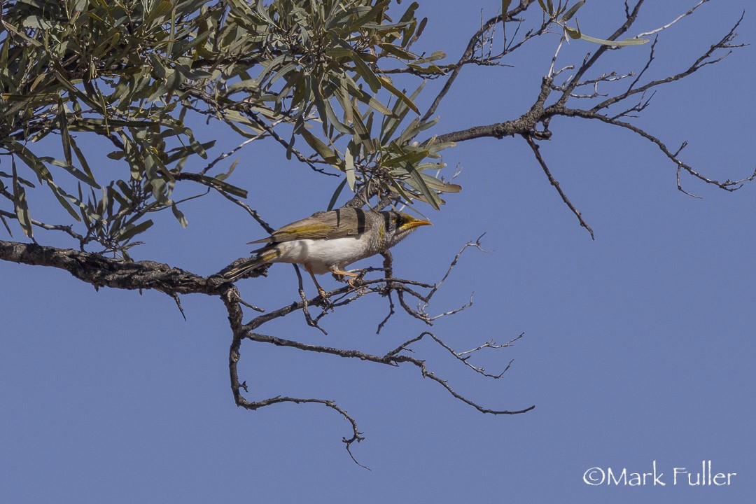 aboriginhonningeter - ML643169841