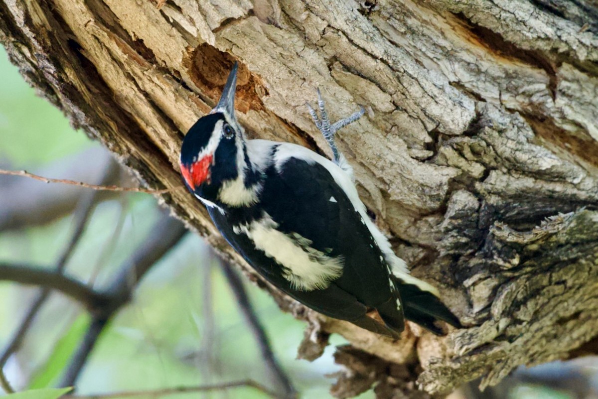 Hairy Woodpecker - ML643169848