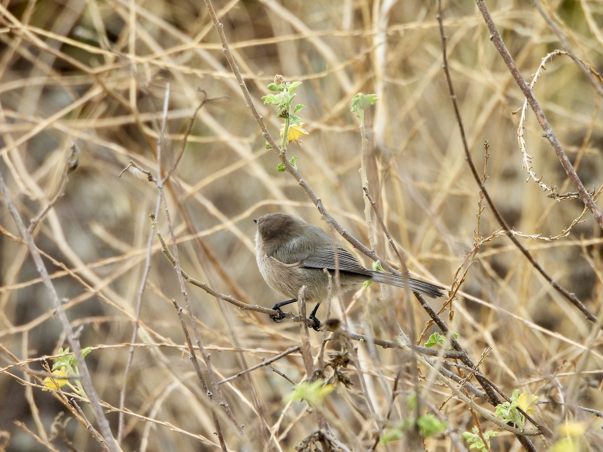 Bushtit - ML643169862