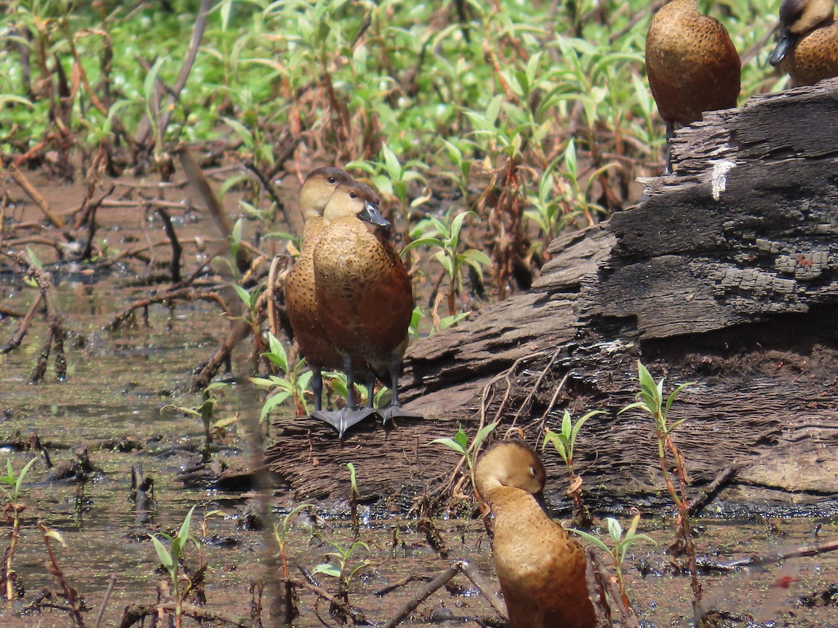 Wandering Whistling-Duck - ML643169867