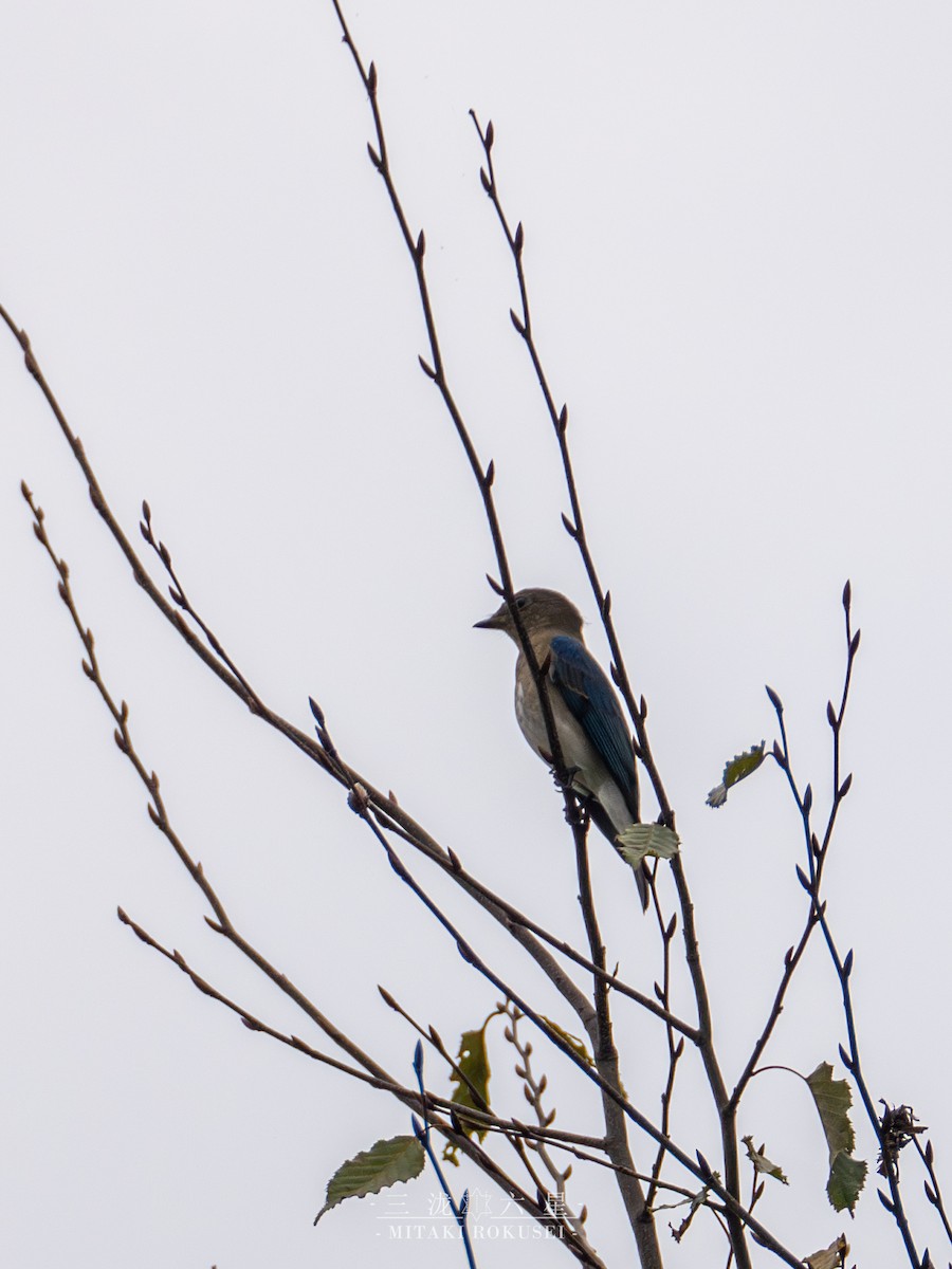 Blue-and-white Flycatcher - ML643169874