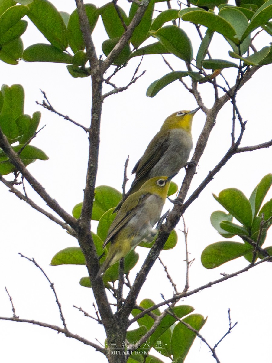 Swinhoe's White-eye - ML643169875