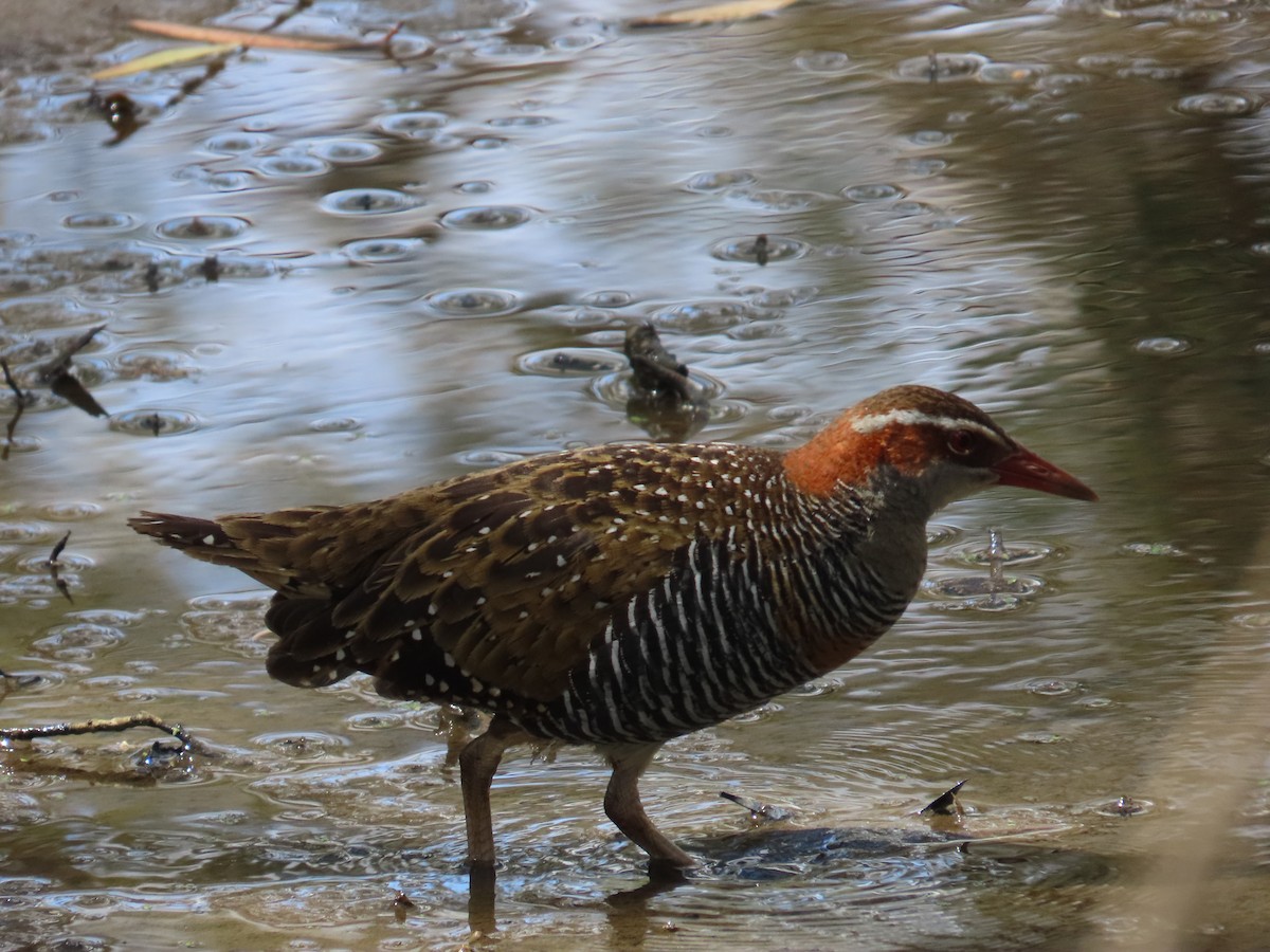Buff-banded Rail - ML643169877