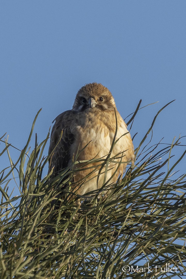 brunfalk - ML643169882