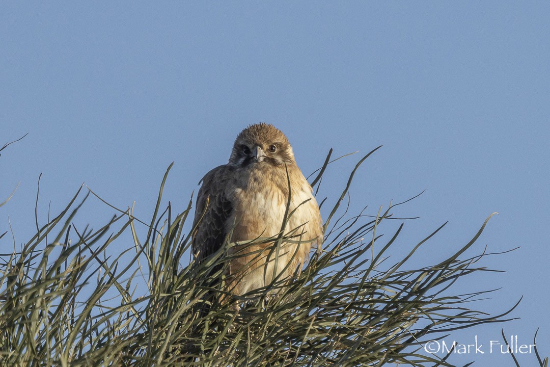 brunfalk - ML643169883