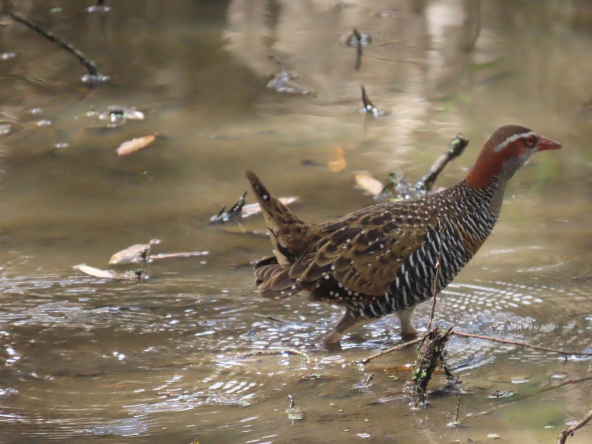 Buff-banded Rail - ML643169889