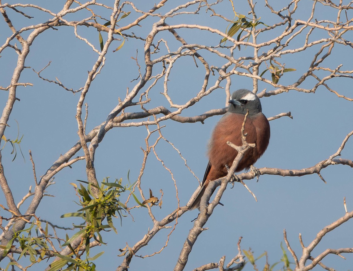White-browed Woodswallow - ML643169894