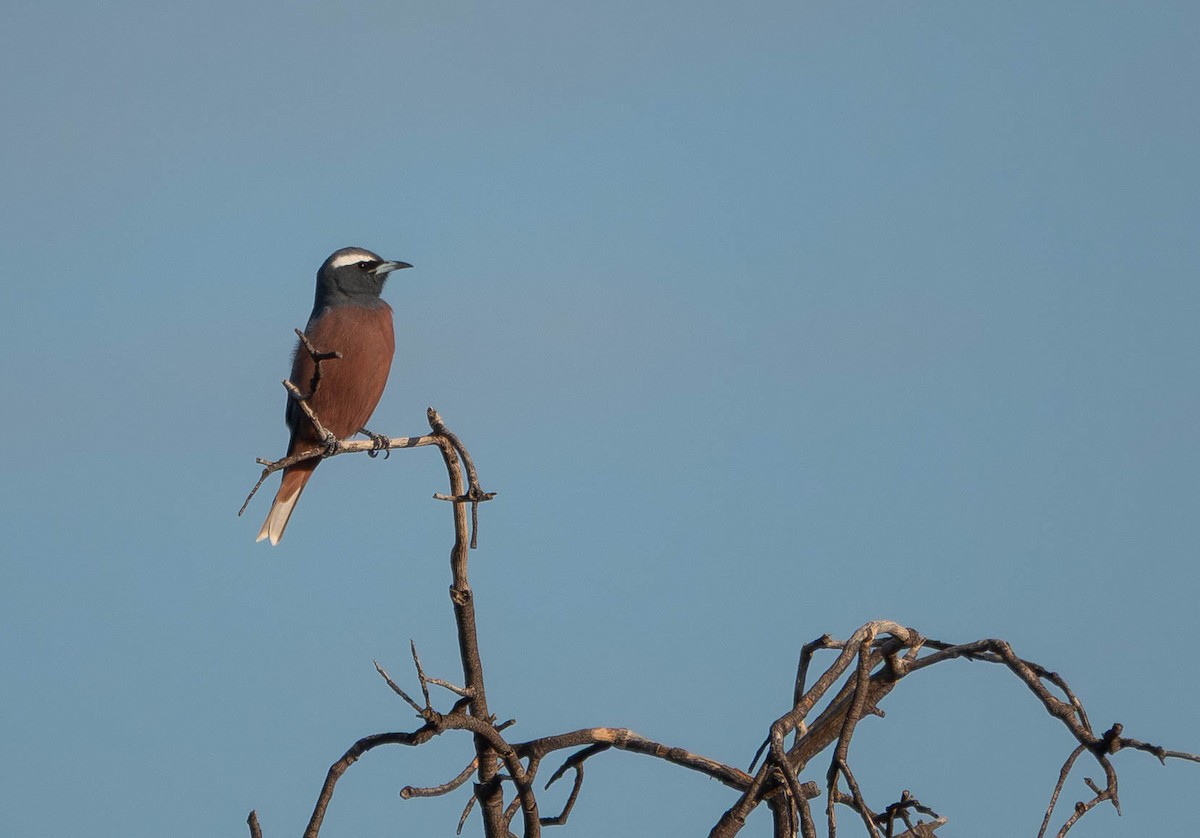 White-browed Woodswallow - ML643169895