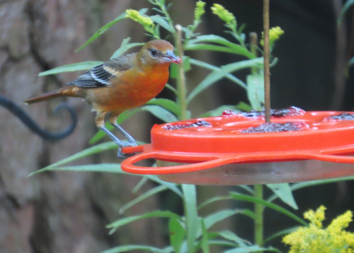 Baltimore Oriole - ML643169899