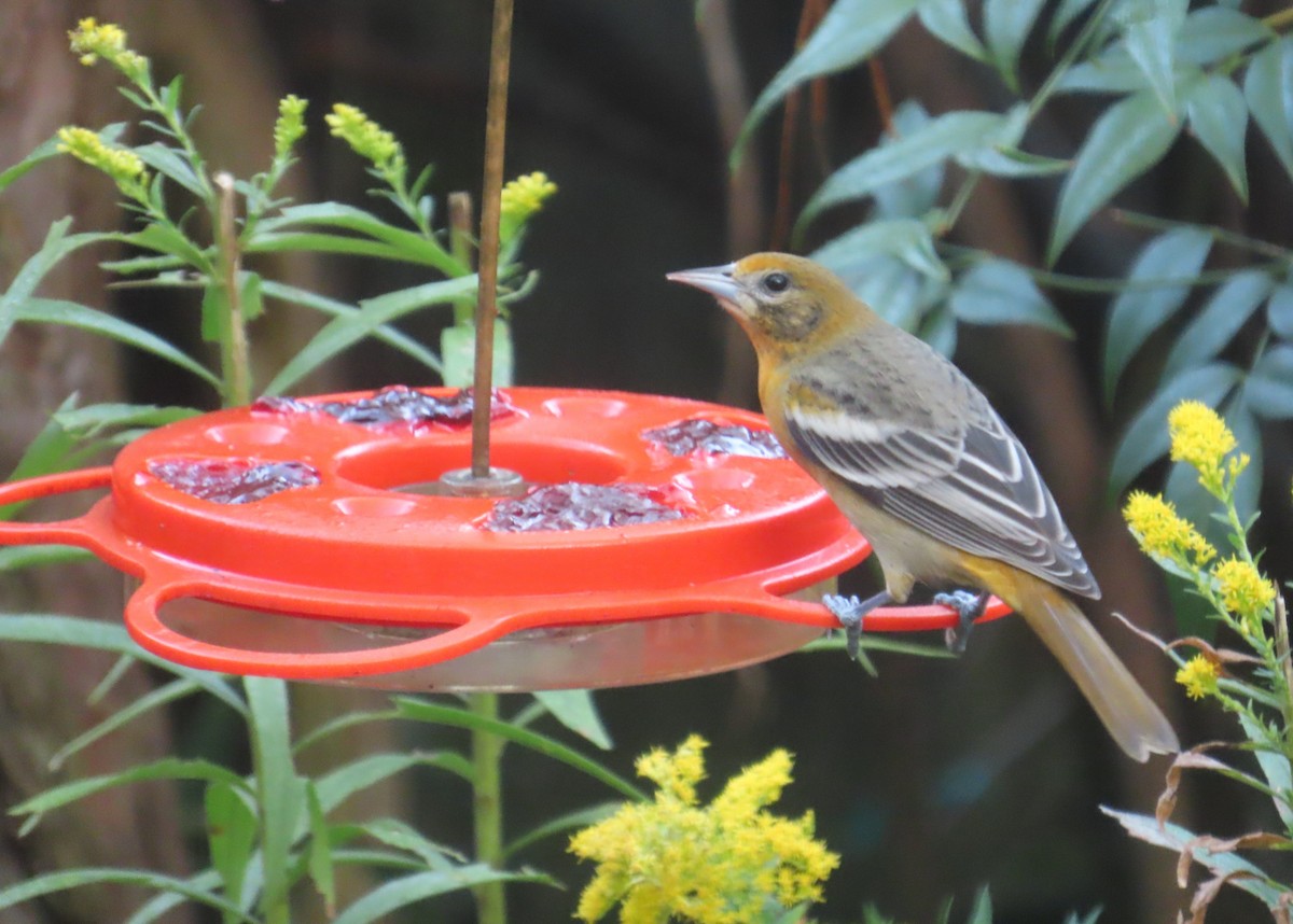 Baltimore Oriole - ML643169900