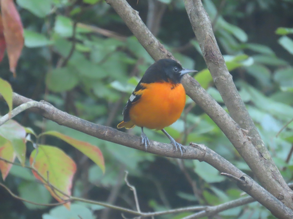 Baltimore Oriole - ML643169901