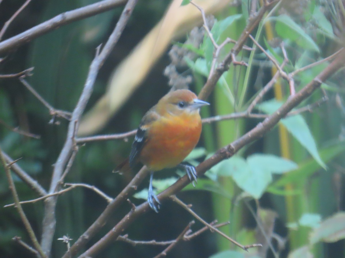 Baltimore Oriole - ML643169902