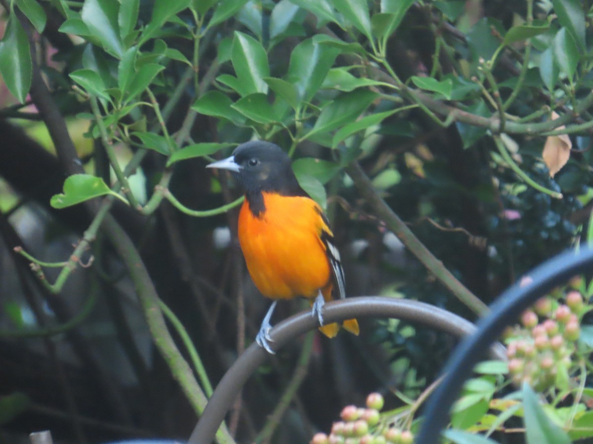 Baltimore Oriole - ML643169903