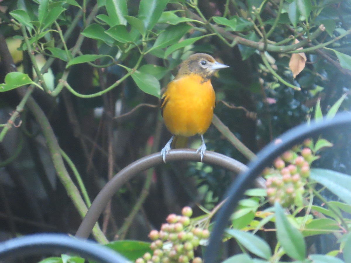 Baltimore Oriole - ML643169904
