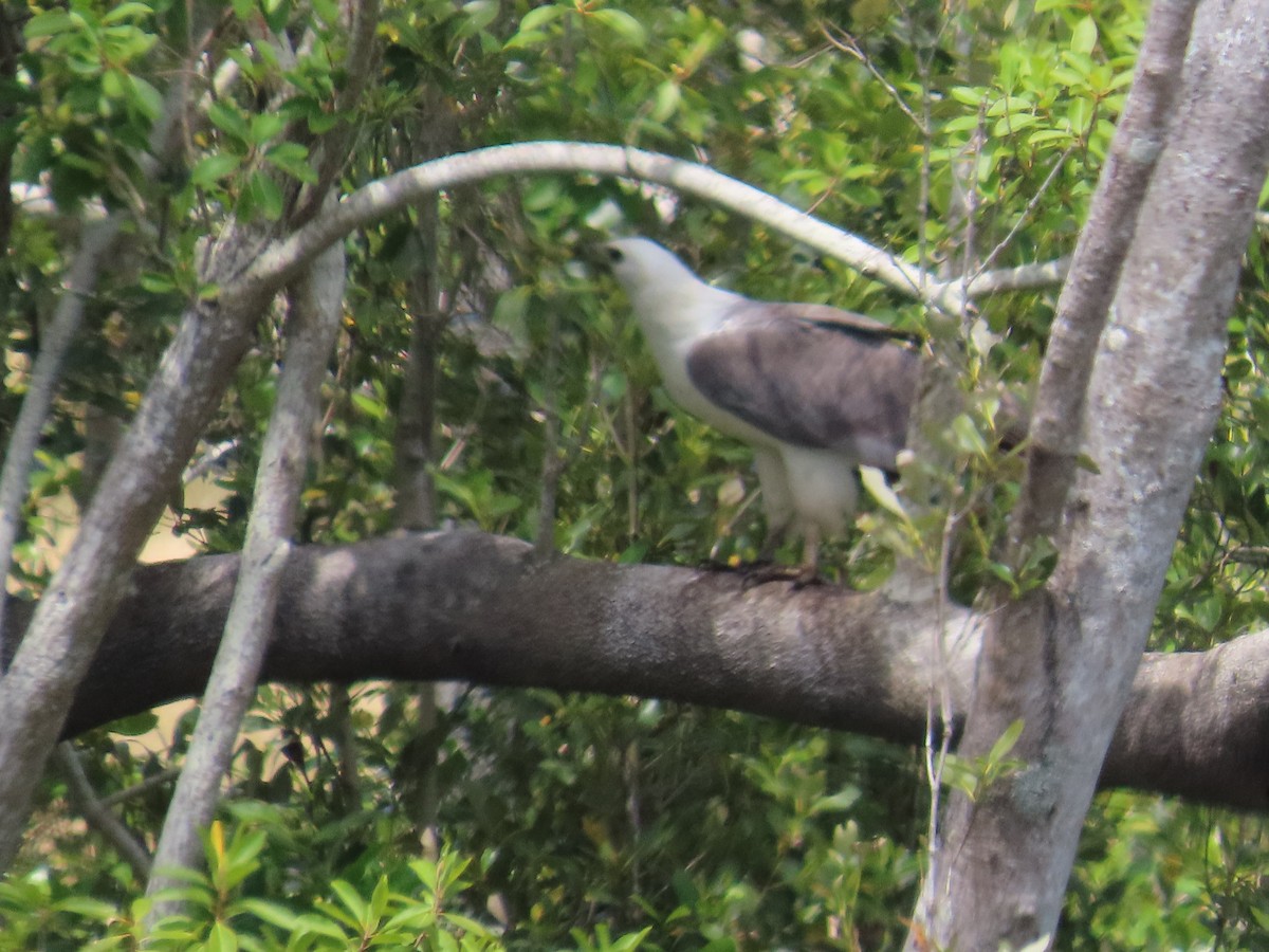 White-bellied Sea-Eagle - ML643169905