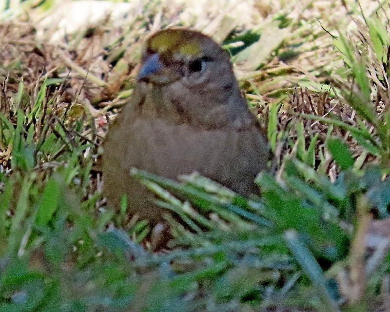 Golden-crowned Sparrow - ML643169906