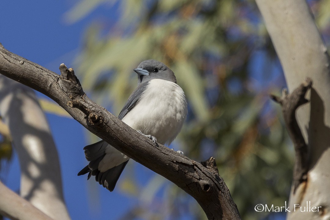 hvitbuksvalestær - ML643169908