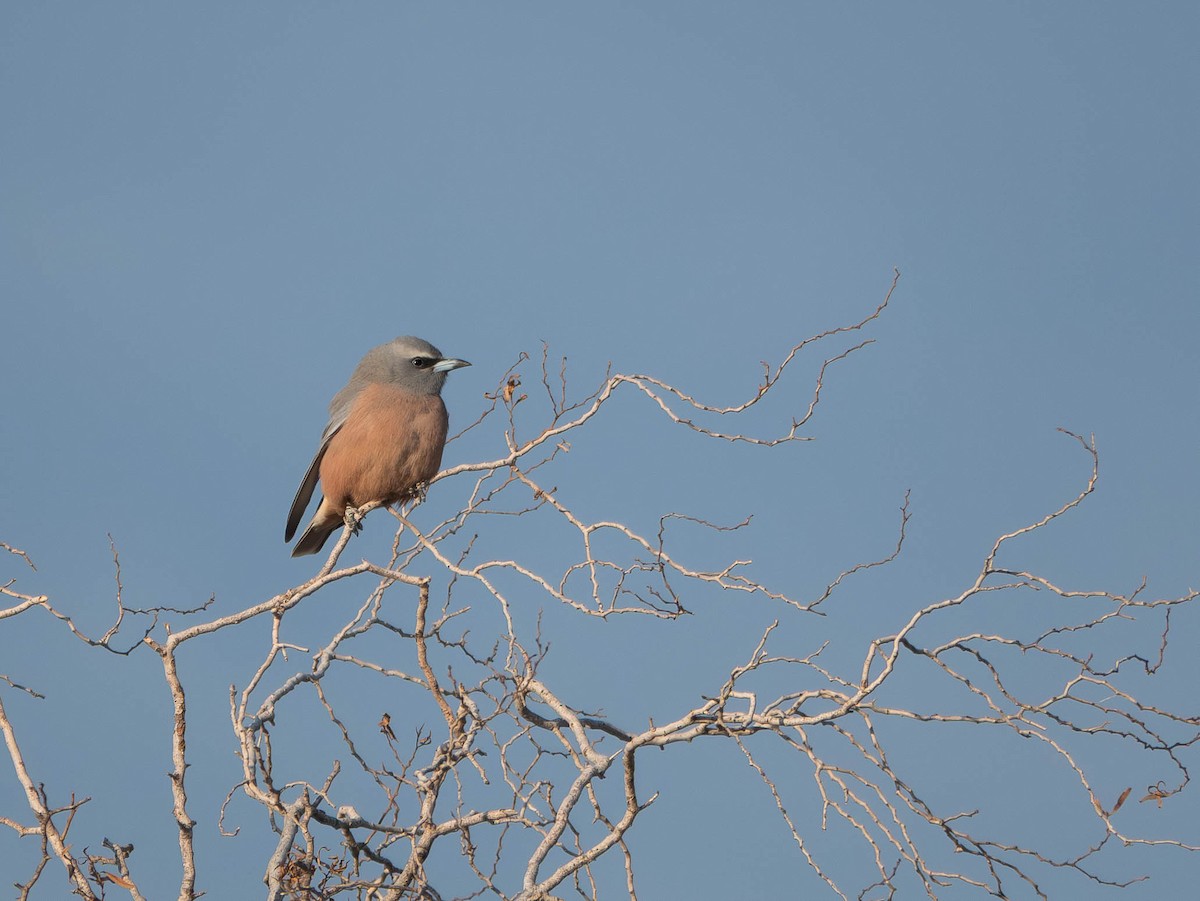 White-browed Woodswallow - ML643169917