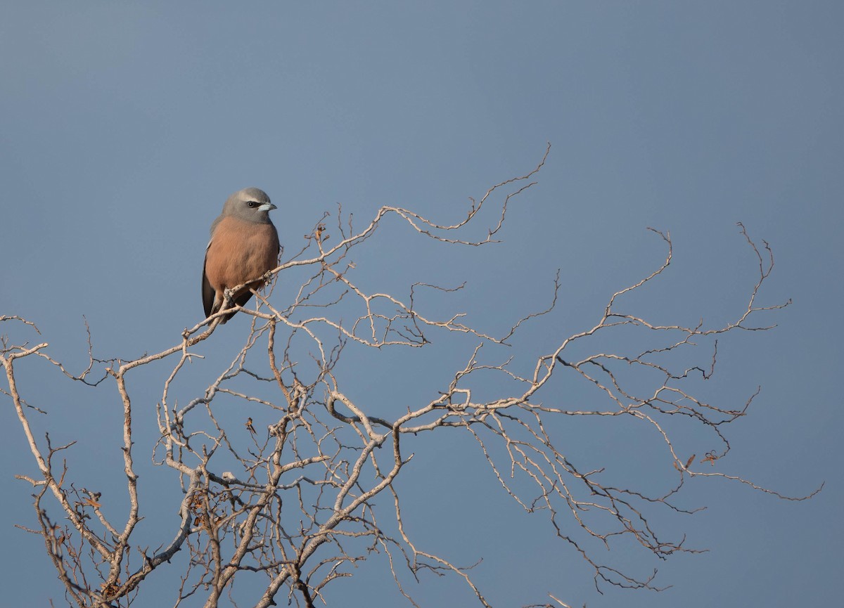 White-browed Woodswallow - ML643169918