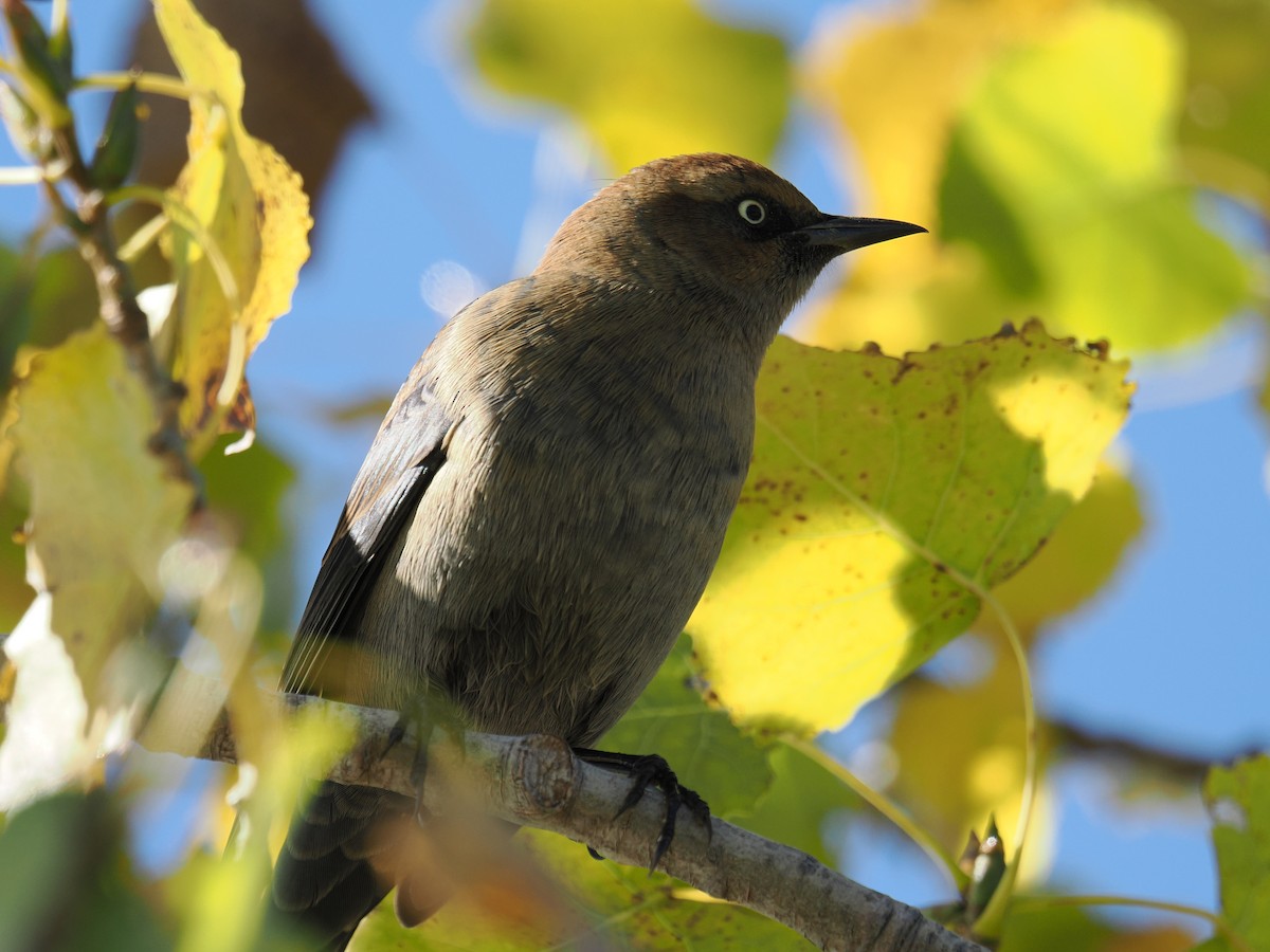Rusty Blackbird - ML643169919