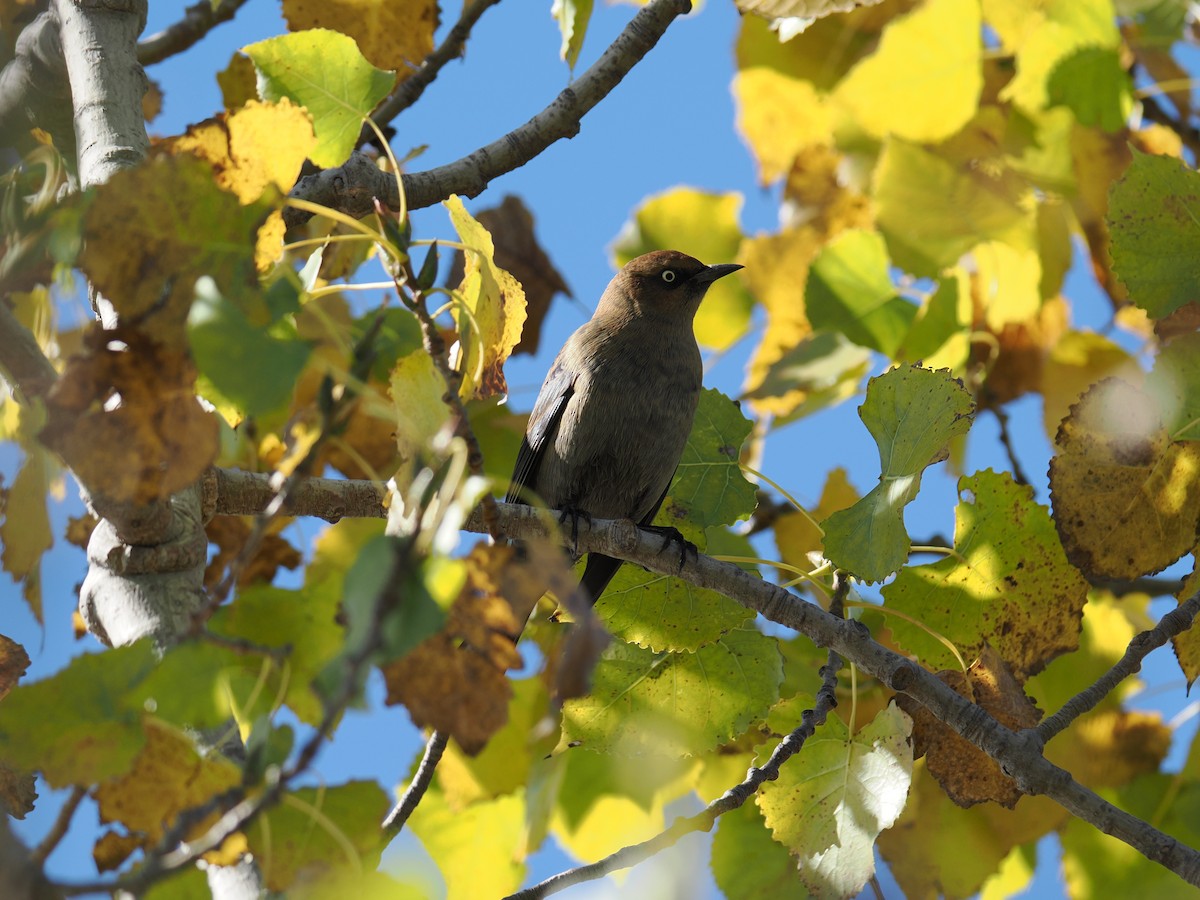 Rusty Blackbird - ML643169920