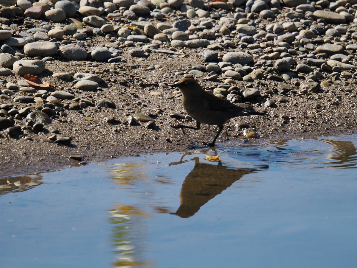 Rusty Blackbird - ML643169921