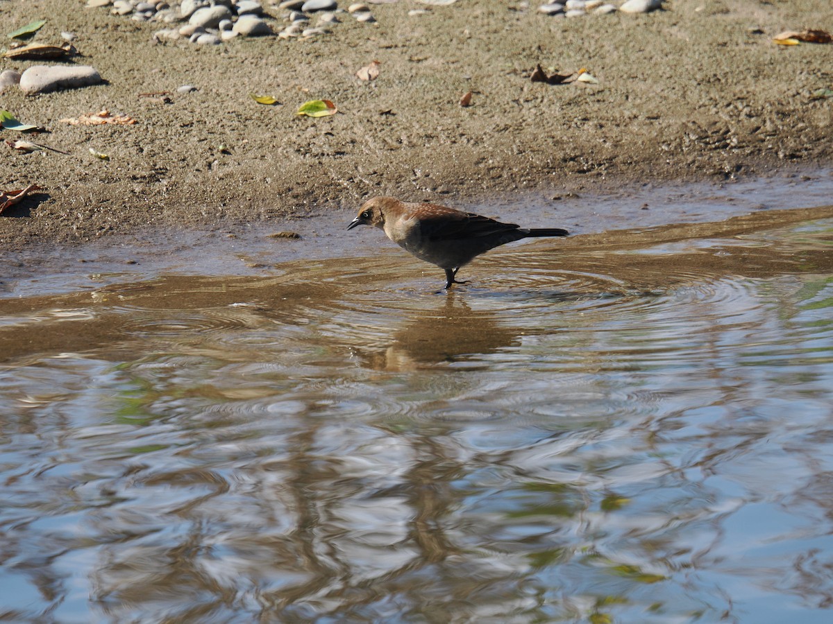 Rusty Blackbird - ML643169922