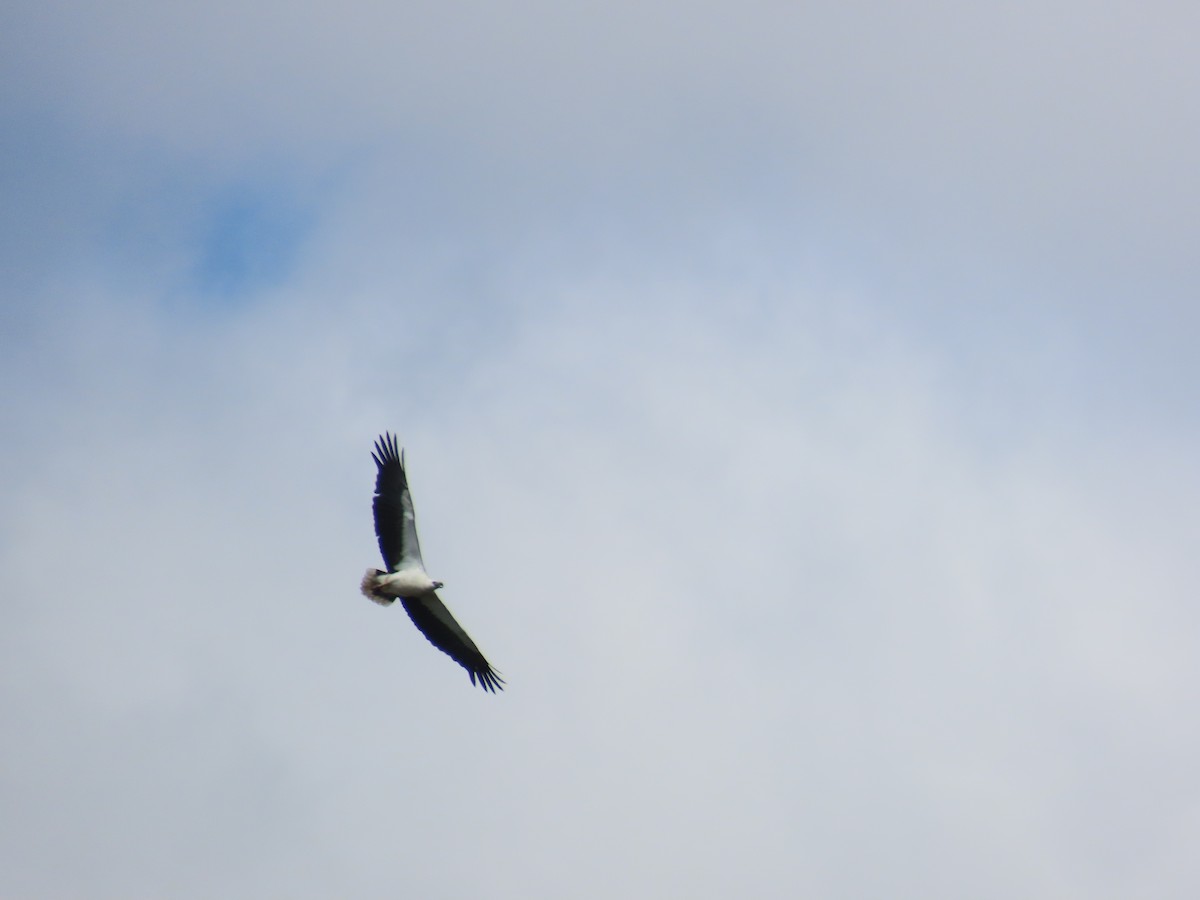 White-bellied Sea-Eagle - ML643169924