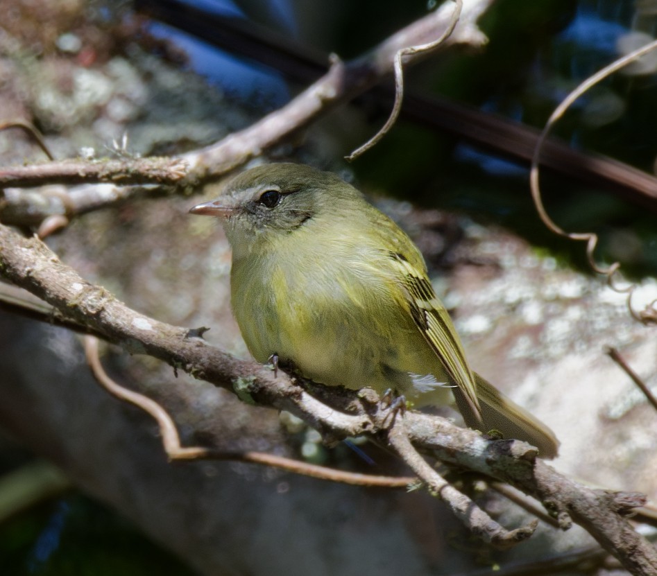 Greenish Tyrannulet - ML643169928