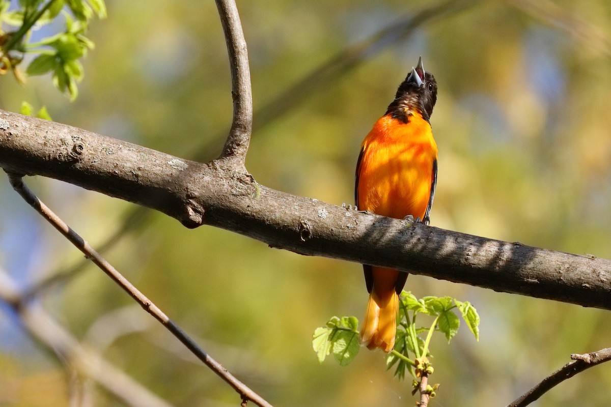 Oriole de Baltimore - ML643169931