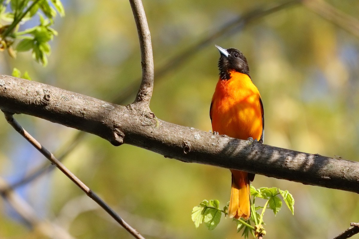 Oriole de Baltimore - ML643169932