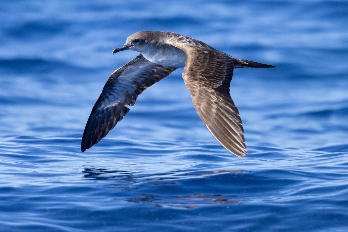 Wedge-tailed Shearwater - ML643169939