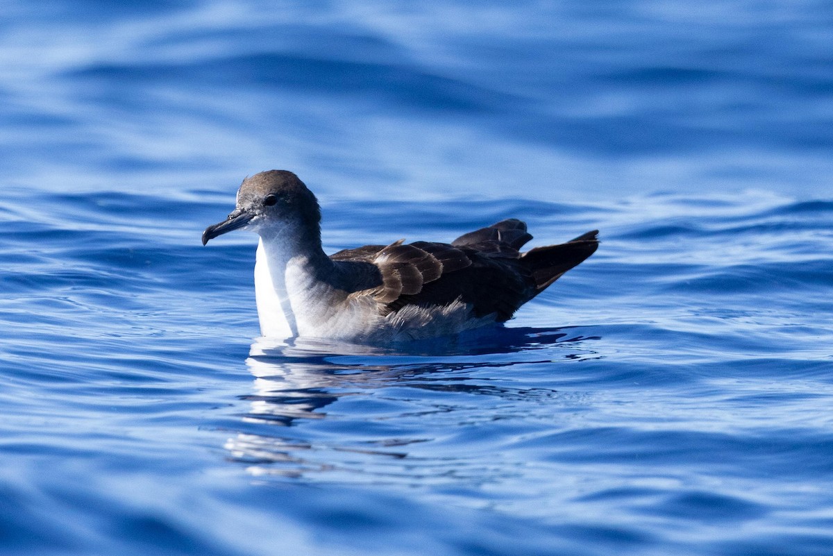 Wedge-tailed Shearwater - ML643169940