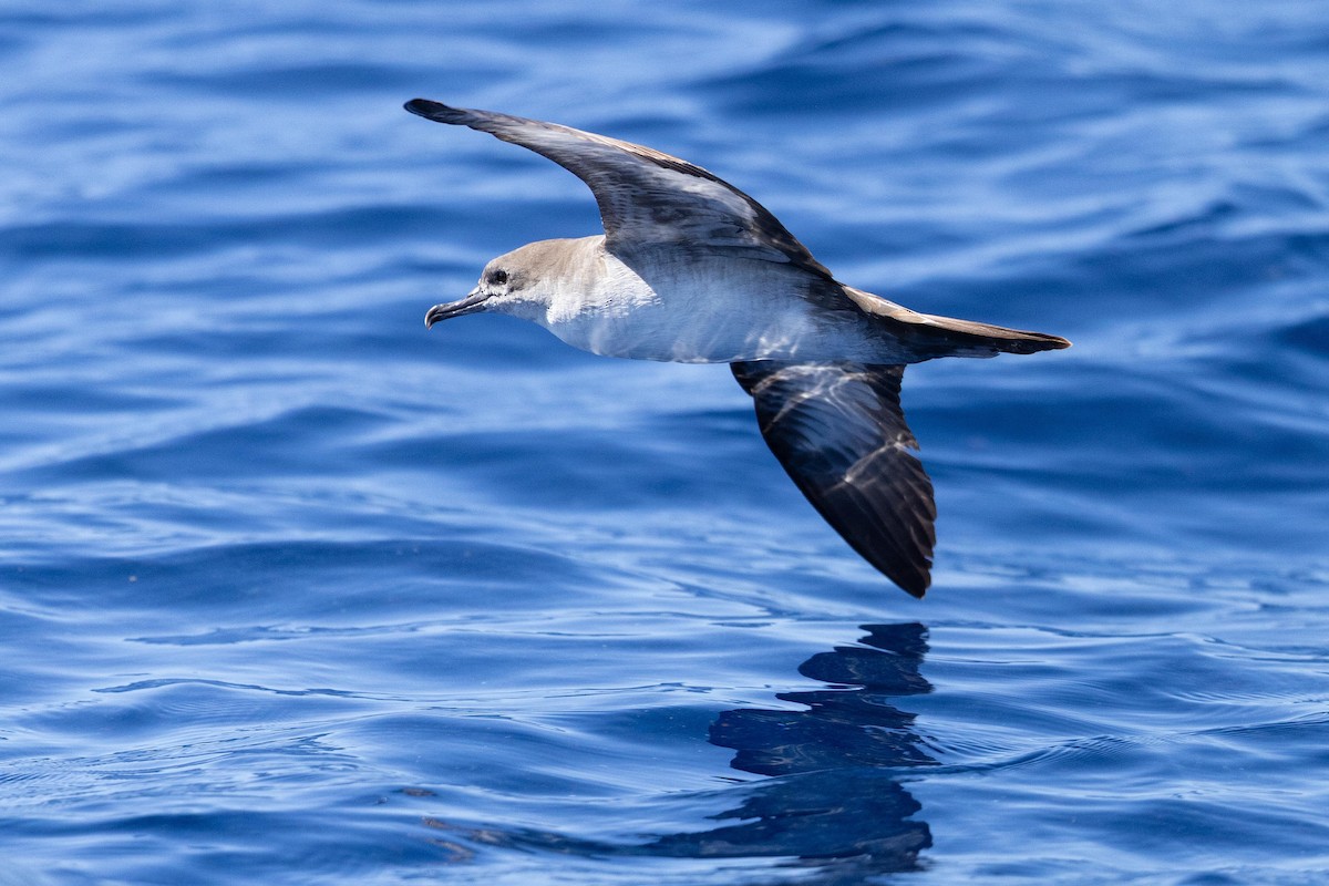 Wedge-tailed Shearwater - ML643169941