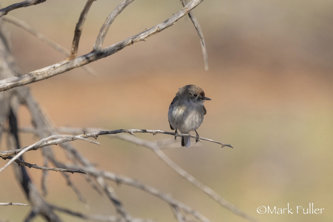 rødkroneflueskvett - ML643169951