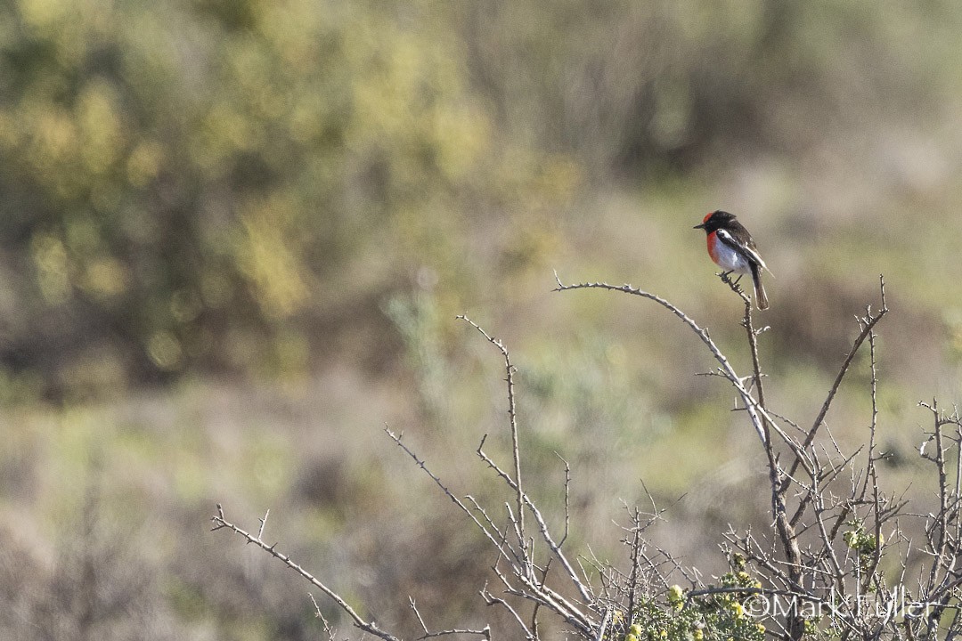 rødkroneflueskvett - ML643169952